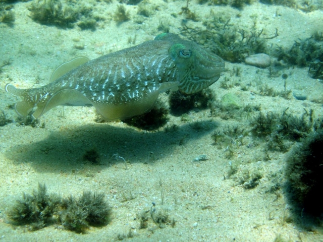 Habitantes del mar